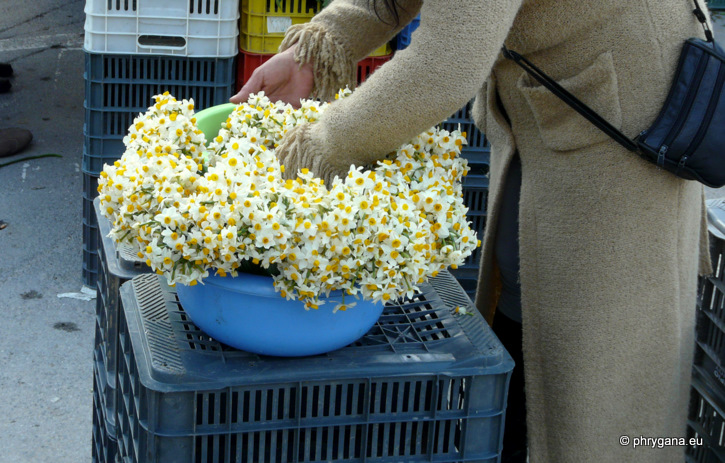 Narcissus tazetta L. subsp. tazetta