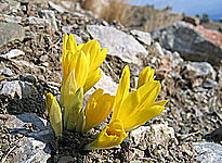 Sternbergia sicula TINEO ex GUSS.