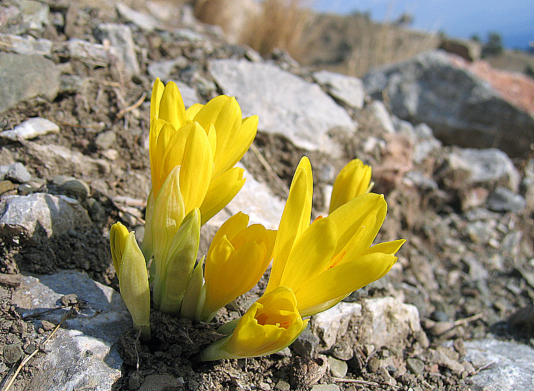 Sternbergia sicula TINEO ex GUSS.