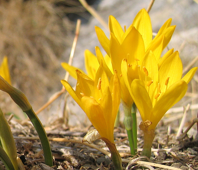 Sternbergia sicula TINEO ex GUSS.