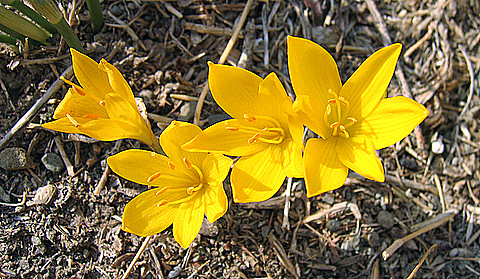 Sternbergia sicula TINEO ex GUSS.