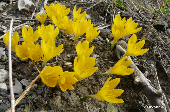 Sternbergia sicula TINEO ex GUSS.