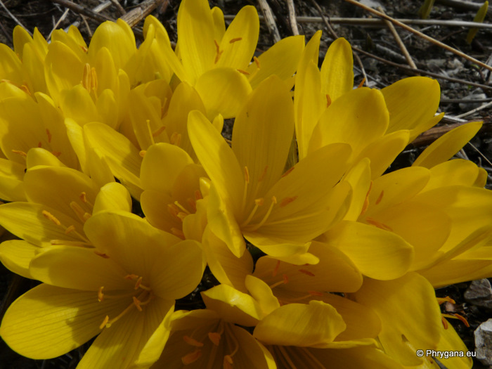 Sternbergia sicula TINEO ex GUSS.