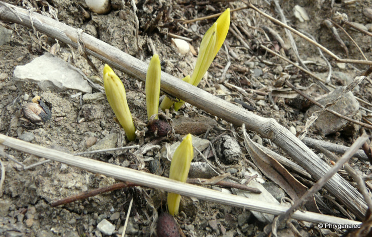 Sternbergia sicula TINEO ex GUSS.