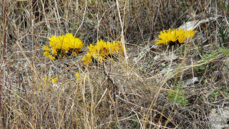 Sternbergia sicula TINEO ex GUSS.