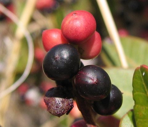 Pistacia lentiscus L.