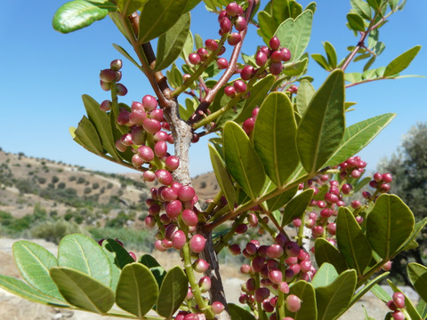 Pistacia lentiscus L.