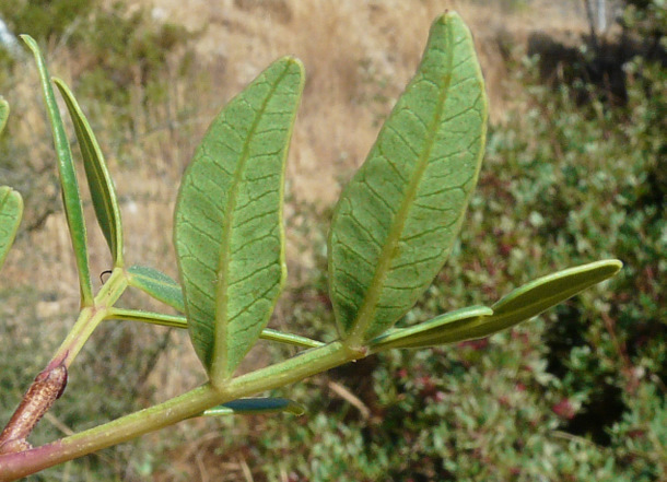 Pistacia lentiscus L.