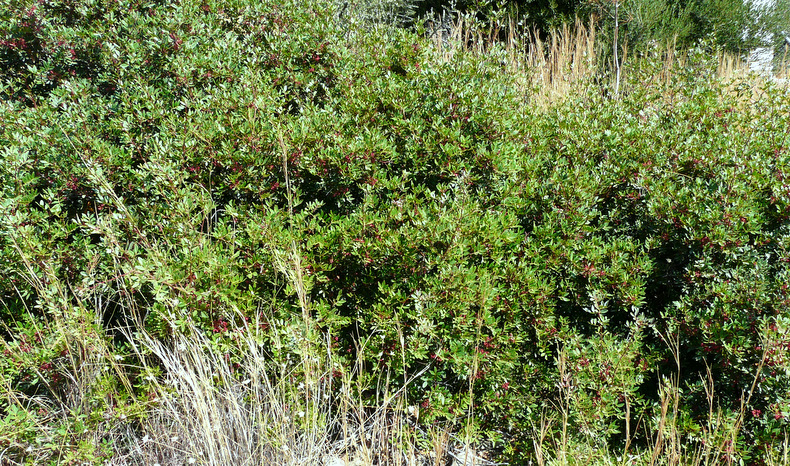 Pistacia lentiscus L.