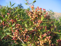 Pistacia lentiscus L.