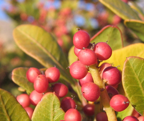 Pistacia lentiscus L.