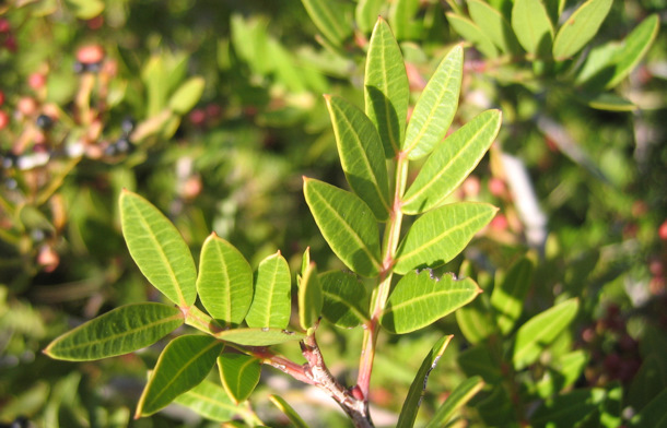 Pistacia lentiscus L.