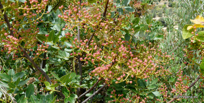 Pistacia terebinthus L.