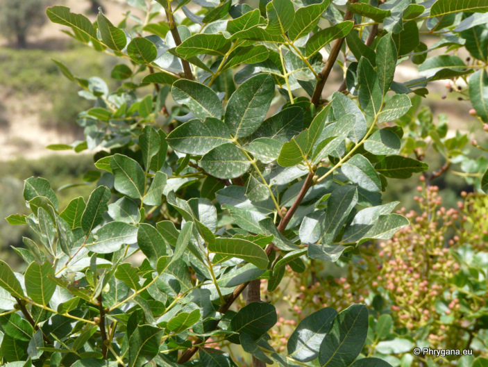 Pistacia terebinthus L.