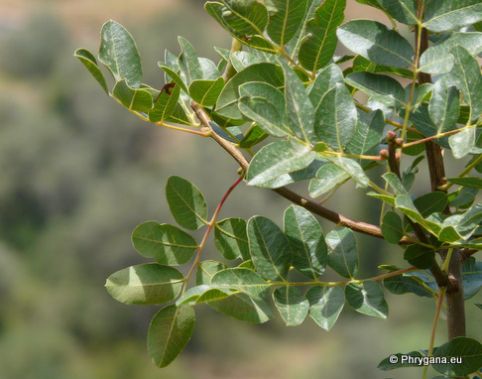 Pistacia terebinthus L.