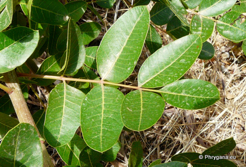 Pistacia terebinthus L.