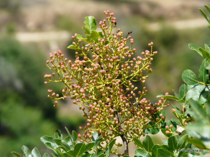 Pistacia terebinthus L.