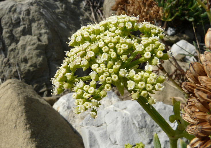 Crithmum maritimum  L.