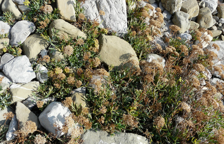 Crithmum maritimum  L.