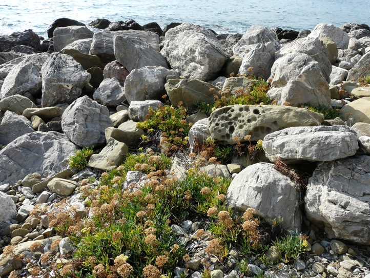 Crithmum maritimum  L.