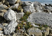 Crithmum maritimum  L.