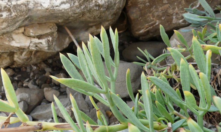 Crithmum maritimum  L.