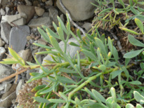 Crithmum maritimum  L.