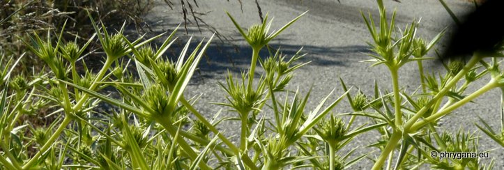 Eryngium campestre L.