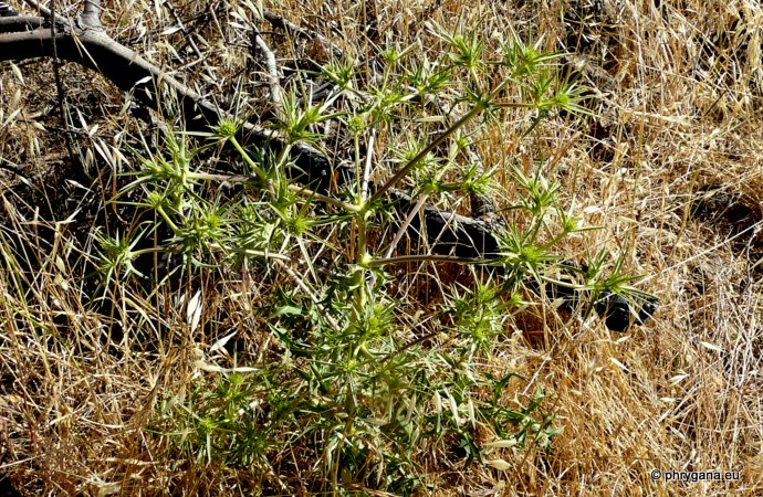 Eryngium campestre L.