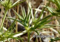 Eryngium campestre L.