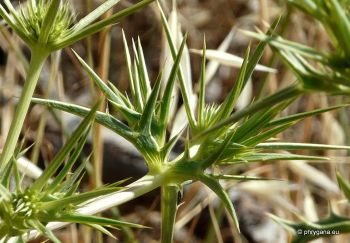 Eryngium campestre L.