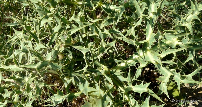 Eryngium campestre L.