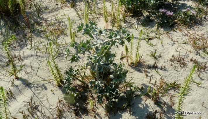 Eryngium maritimum L.