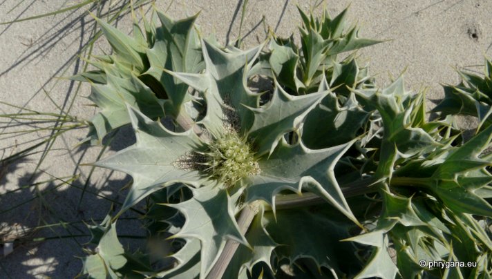 Eryngium maritimum L.