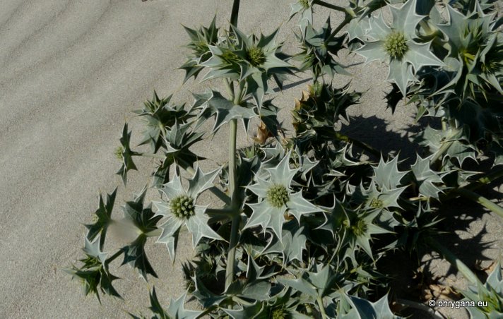 Eryngium maritimum L.