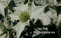 Eryngium maritimum L.