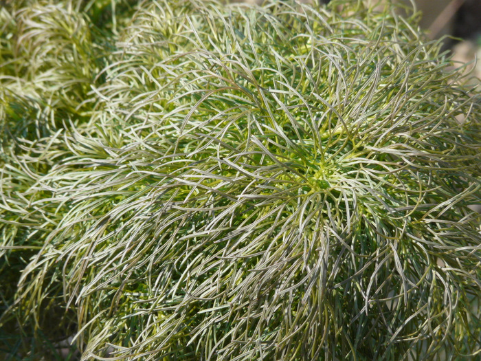 Ferula communis  L. subsp. communis