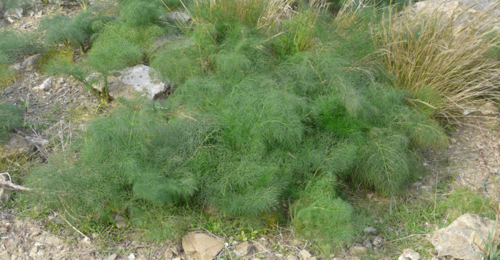 Ferula communis  L. subsp. communis