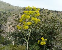 Ferula communis  L. subsp. communis