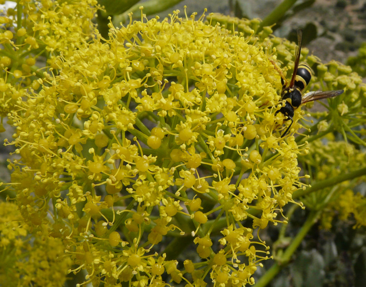 Ferula communis  L. subsp. communis