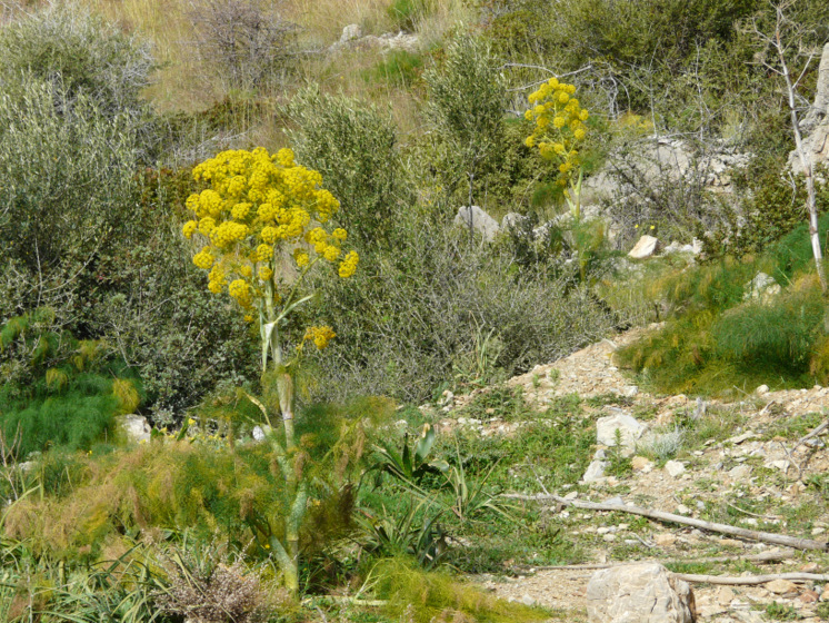 Ferula communis  L. subsp. communis