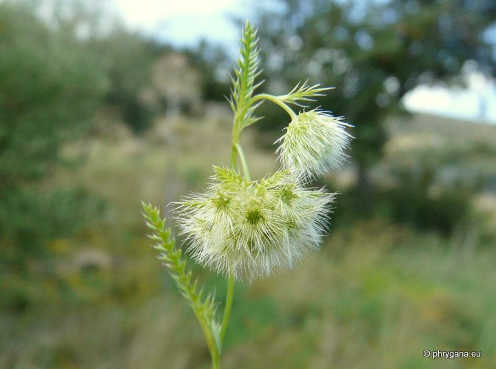 Lagoecia cuminoides L.