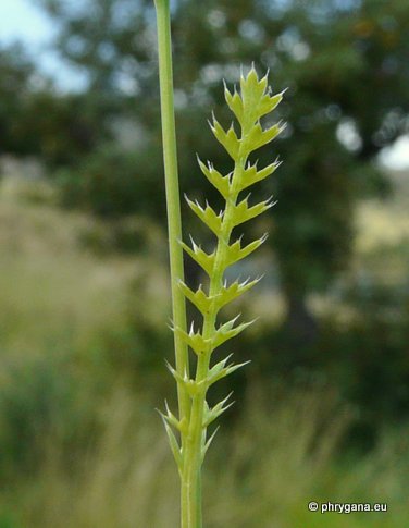 Lagoecia cuminoides L.