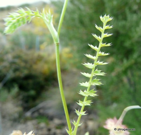 Lagoecia cuminoides L.