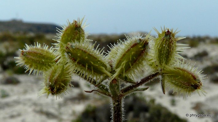 Pseudorlaya pumila (L.) GRANDE