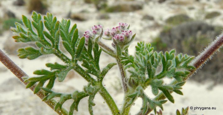 Pseudorlaya pumila (L.) GRANDE