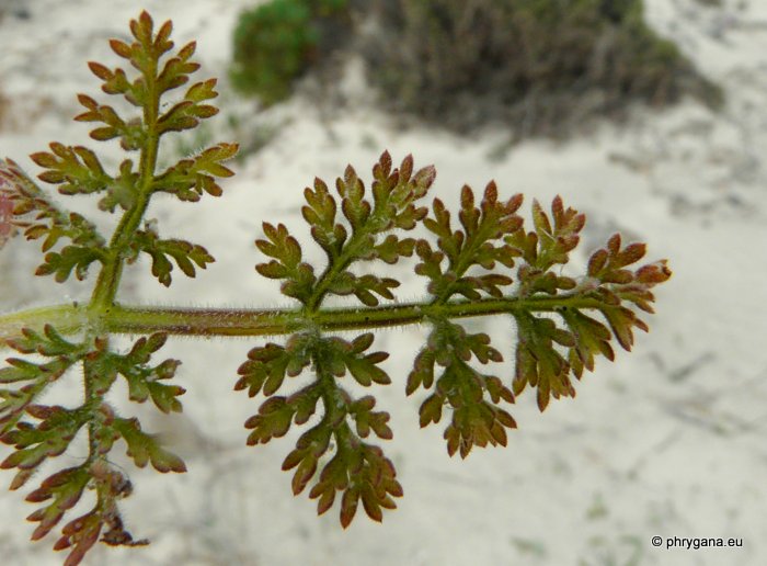 Pseudorlaya pumila (L.) GRANDE