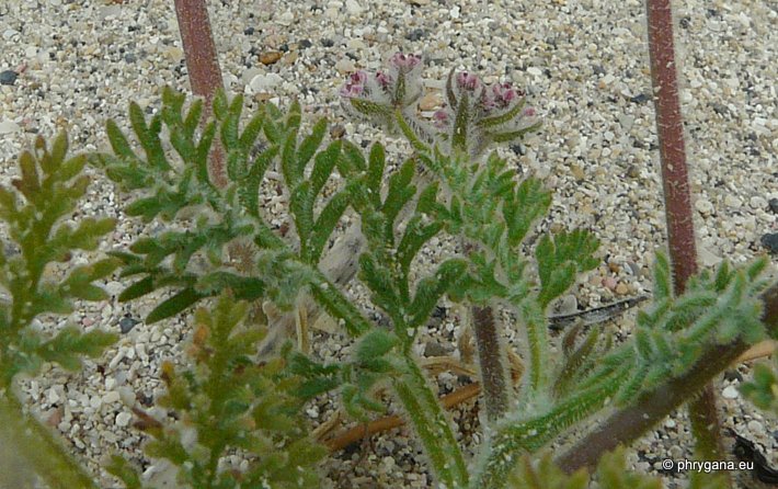 Pseudorlaya pumila (L.) GRANDE