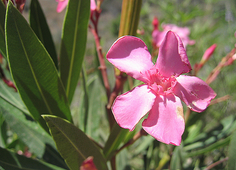 Nerium oleander subsp. oleander L.