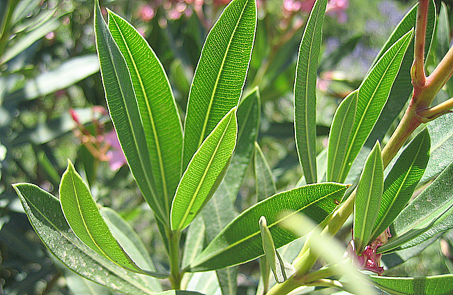 Nerium oleander subsp. oleander L.